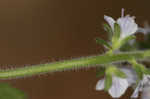 Common gypsyweed